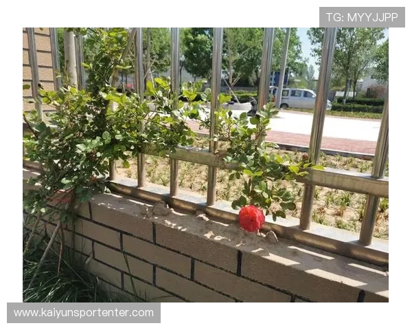 开云会员尊享专属优惠，开启奢华购物新体验